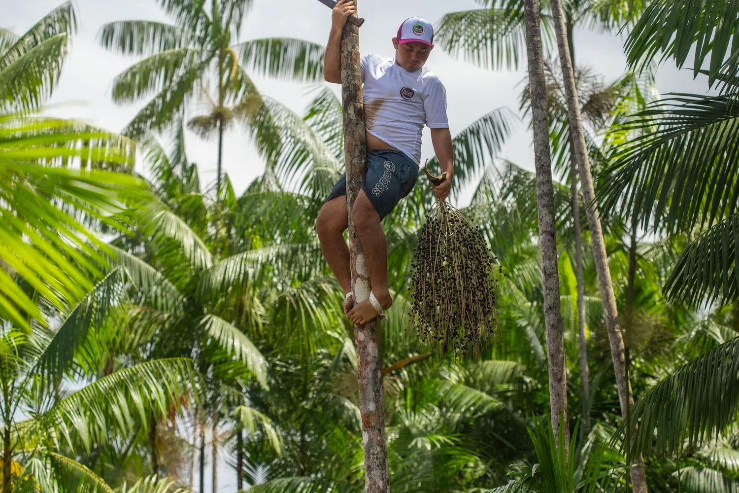 Açaí harvest in the Amazon